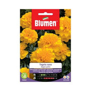 Graines de Souci Nain Double Jaune Blumen