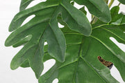 Philodendron moleté 90h cm