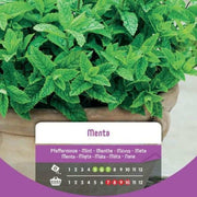 Graines de menthe dans une enveloppe