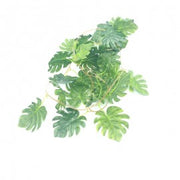 Assortiment de faux lierres longueur 2,1 mètres