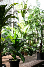 2x Dracena Plante C-Vase 24 Feuilles H65