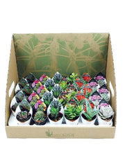 Plante succulente et pot succulent 5,5 cm