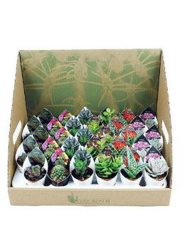 Plante succulente et pot succulent 5,5 cm