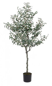 Plante d'olivier avec pot noir 156h cm