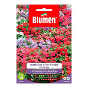 Impatiens Graines Ou Fleur De Verre En Mélange
