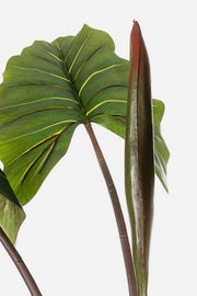 Plante décorative 10 feuilles Dieffenbachia