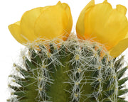 Cactus avec pot 7,5x7,5x24h cm