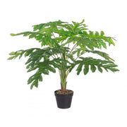 Philodendron moleté 90h cm