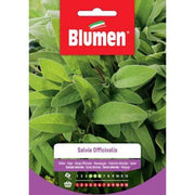 Graines de sauge officinale