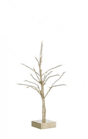 Arbre Glad Champagne H60