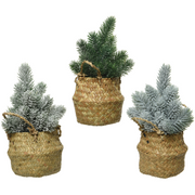 Mini sapins assortis H 24 cm