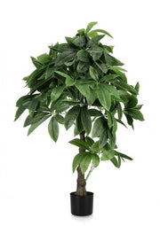 2x Pachira Aquatica Plante C-Pot 280F H120