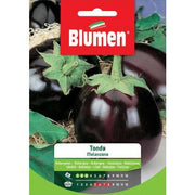 Graines d'aubergine rondes
