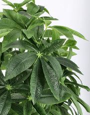 2x Pachira Aquatica Plante C-Pot 360F H160