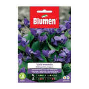 Graines de violette violette Four Seasons Blumen
