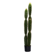 Plante de cactus avec pot rond