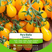 Graines de tomate poire jaune dans une enveloppe
