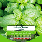 Graines de basilic italien classique dans une enveloppe