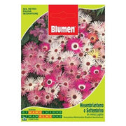 Sachet De Graines De Mesembriantemo Ou Settembrino Dans Un Mélange