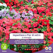 Impatiens Graines Ou Fleur De Verre En Mélange