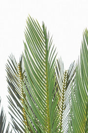 Plante avec du pot Palm Cycas 28 feuilles 120h cm
