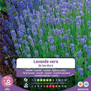 Véritables graines de lavande pour bordure en enveloppe