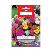 Graines doubles de Portulaca grandiflora dans une enveloppe