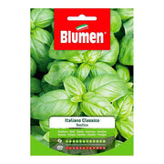 Graines de basilic italien classique dans une enveloppe