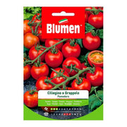 Grappe de graines de tomates cerises Pachino