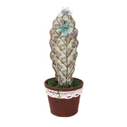 Cactus rond vert cmø13h35