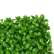 Panneau Peperomia cm50x50h0.5