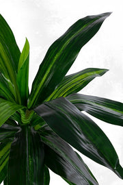 2x Dracena Plante C-Vase 24 Feuilles H65