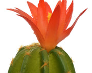 Cactus avec pot 7,5x7,5x24h cm