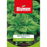 Graines d'épinards d'hiver géantes Blumen