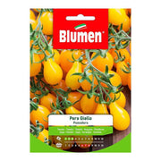 Graines de tomate poire jaune dans une enveloppe