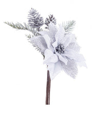 12x Poinsettia Clare Argent C