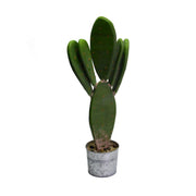 Plante de cactus avec pot rond cmø12h22