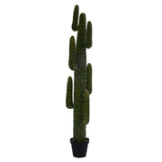 Plantes cactus mexicaines avec pot noir cmø40 h 183