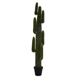 Plantes cactus mexicaines avec pot noir cmø40 h 183
