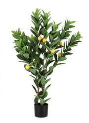 2x Citron Plante C-Vase 224 Feuilles H115