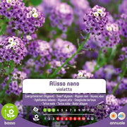Graines Dwarf Violet Alyssum En Enveloppe