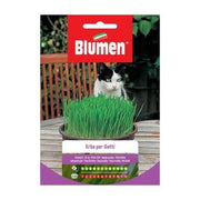 Graines Herbe Pour Chats Blumen