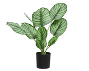 Plante Calathea en polyester avec pot D44x31h cm