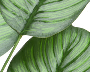 Plante Calathea en polyester avec pot D44x31h cm