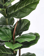 2x Ficus Lyrata Plante C-Vase 39 Feuilles H145
