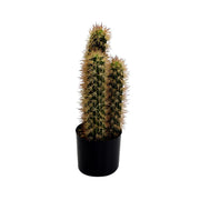 Plante de cactus avec pot rond cmø13h42