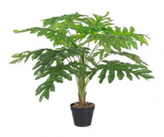 Philodendron moleté 90h cm