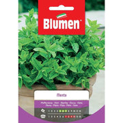 Graines de menthe dans une enveloppe