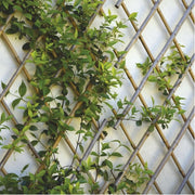 CHARPENTE EXTENSIBLE BAMBOU 90X180