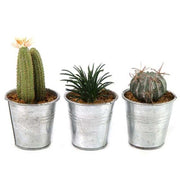 Cactus artificiel en pot Leia